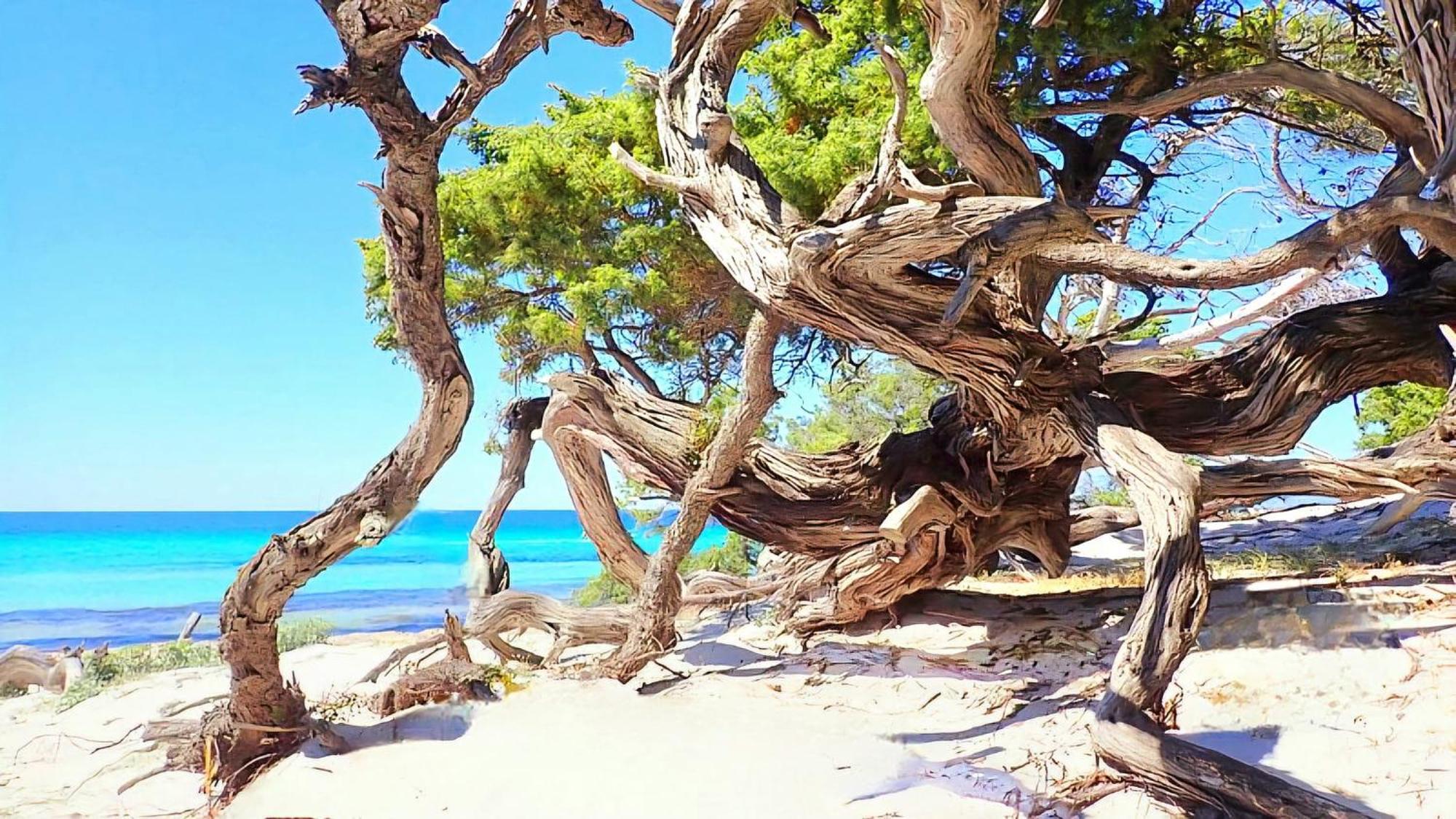 Appartement Vue Sur Mer Santa-Maria-di-Lota Dış mekan fotoğraf